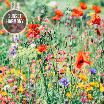 Various Artists - Sunset Harmony