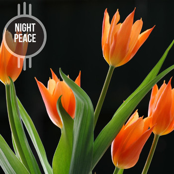 Various Artists - Night Peace