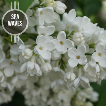Various Artists - Spa Waves