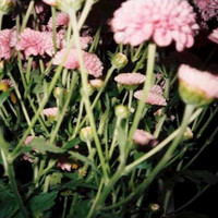 Flowers at Night - Togetherness