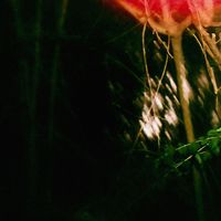 Coppice Halifax - Slow Earth Ritual