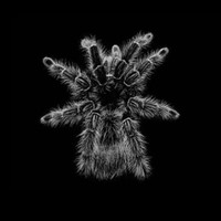 Loud N' Killer - Tarantula (Loud N' Killer Remix)