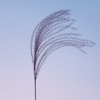 Sarah Houston - Windshift