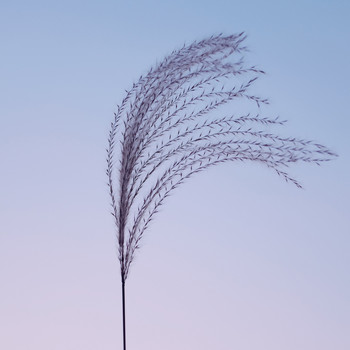 Sarah Houston - Windshift