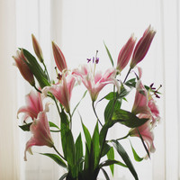 Konchord - Look at the Lillies