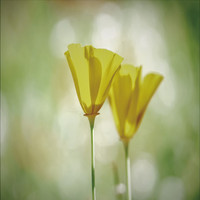 Alex - Yellow Flower