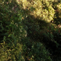 Don T - Jah Jah Creation