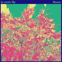 la conic Lily - Roses