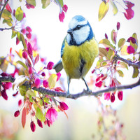 Alexander Gorya - Bird Voices (Nature)