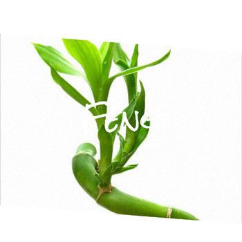Various Artists - Feng