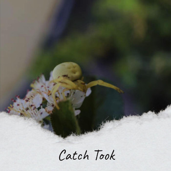 Various Artists - Catch Took