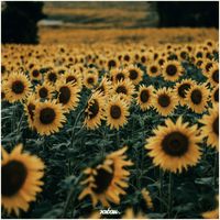 Raban - Sunflower Field