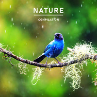 Natural Healing Music Zone - Nature Compilation: Collection Of Relaxing Music With Nature Sounds From Around The World