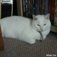 Blowfelt - White Cat
