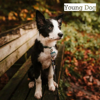 Adams - Young Dog