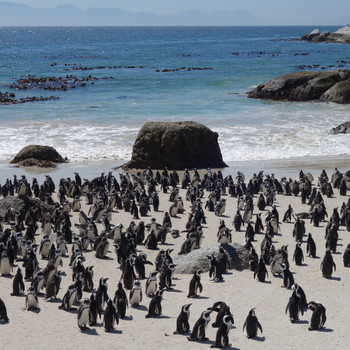 The Touch of Sound - African Penguins (Simonstown, South Africa)