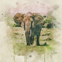 Ancestral Elephants - Infinitum