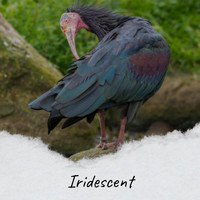 Manisha Kart - Iridescent