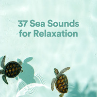 Ocean Waves For Sleep, Sounds of Nature Noise & Ocean Therapy - 37 Sea Sounds for Relaxation