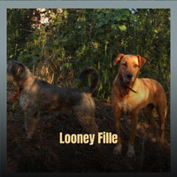 Cedo Amma - Looney Fille