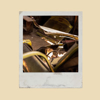 Berus - Sexy J