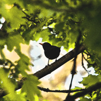 Perry Como - Blackbird