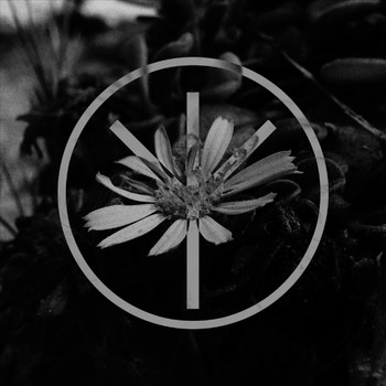 Blackbird - Once