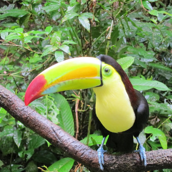 The Touch of Sound - Keel-Billed Toucans
