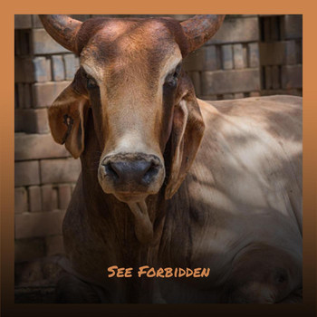 Various Artists - See Forbidden