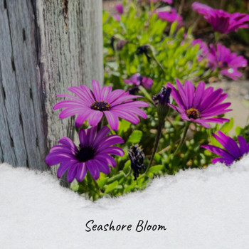 Various Artists - Seashore Bloom