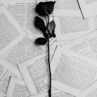 Scarface - La rose et le papier