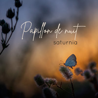 Saturnia - Papillon de nuit