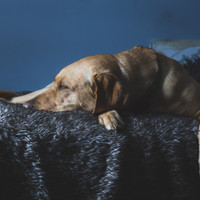 Sleeping Sounds - Dog Snoring (Loopable)
