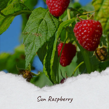 Various Artists - Sun Raspberry