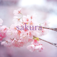 Sakura - sakura