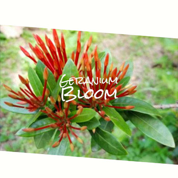 Various Artists - Geranium Bloom