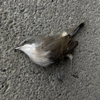 FAKETHIAS - Avian Loop