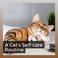 Cat Music - A Cat's Self-Care Routine