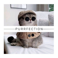 Cat Music - Purrfection