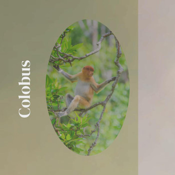 Various Artists - Colobus