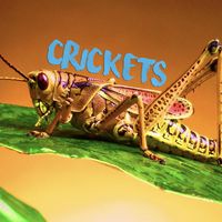 Andrew Lux - Crickets