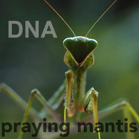DNA - Praying Mantis