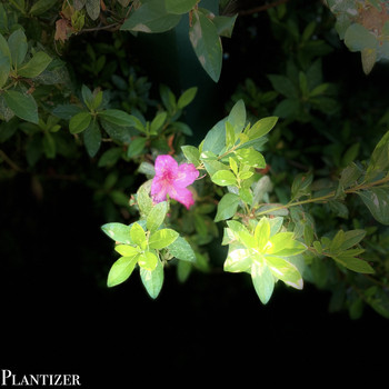 Voyager - Planter