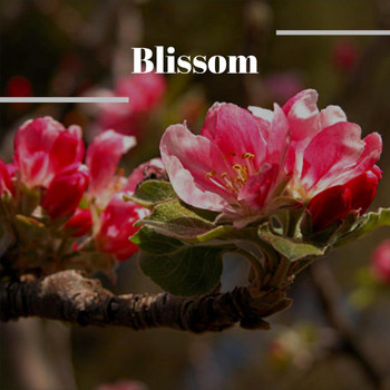 Various Artists - Blissom