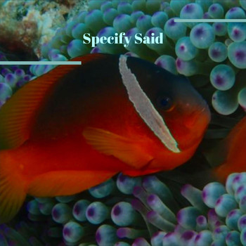 Various Artists - Specify Said