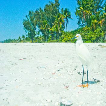 Ian Ewing - Boosh, Vol. 1