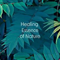 Nature Sounds - Healing Essence of Nature – Morning Energy, Warm Up, Meditation