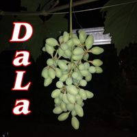 Dala - Drum Jedug-jedug