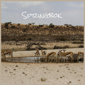 Various Artists - Springbok