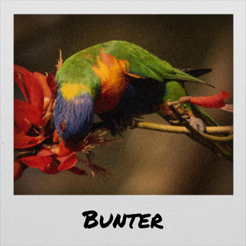 Various Artists - Bunter